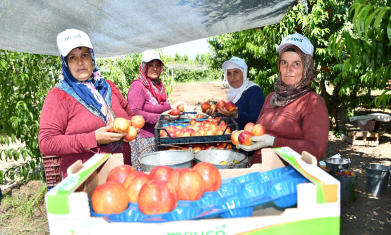 Bursa İznik’te nektarin hasadı