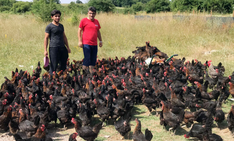Yüzde 50 hibeli tavuk desteği Kocaelili çiftçilerin yüzlerini güldürüyor