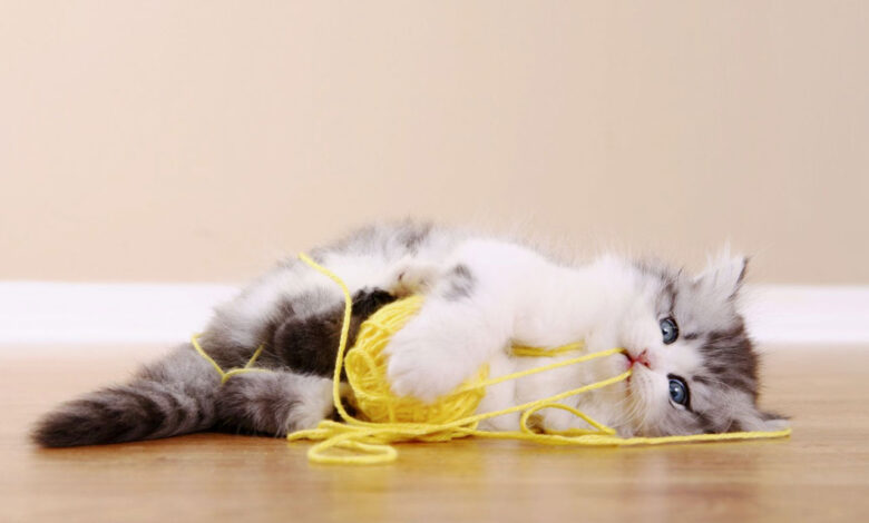 Kedi ve köpeklerin yuttuğu yabancı cisimler hayatlarını riske edebilir!