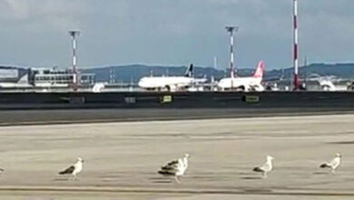 İstanbul Havalimanı’nı çekirgeler bastı