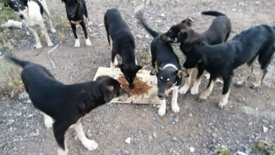 Kocaeli Körfez’de sokak hayvanlarına mama desteği