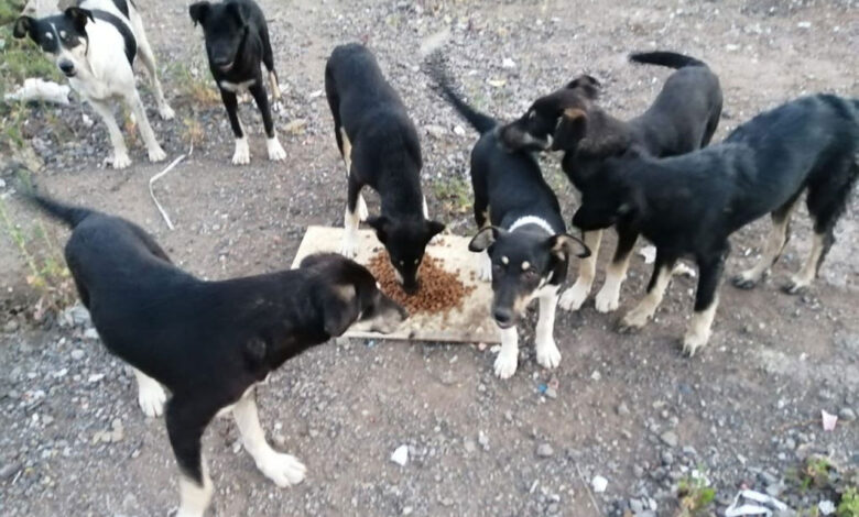 Kocaeli Körfez’de sokak hayvanlarına mama desteği