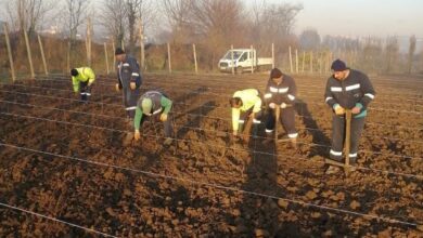 10 bin çınar fidan toprak ile buluştu