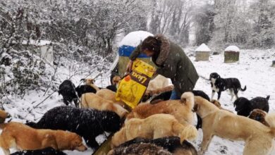 Minik can dostları emin ellerde