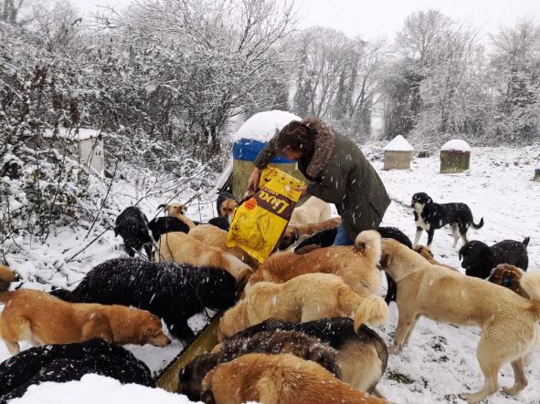 Minik can dostları emin ellerde