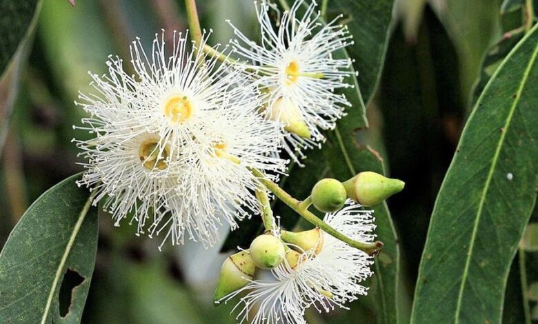 OMİCRON'A KARŞI 4 KORUYUCU