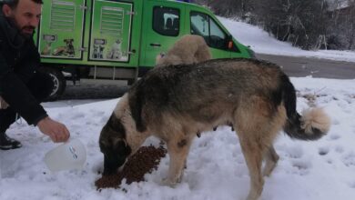 Sokak hayvanları unutulmadı