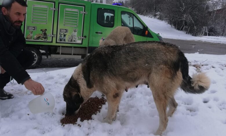 Sokak hayvanları unutulmadı