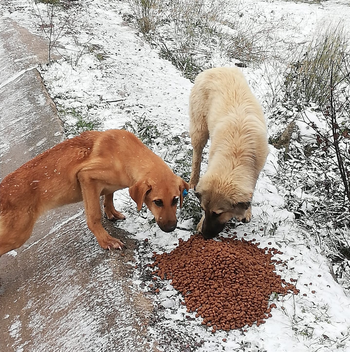 Sokak hayvanları unutulmadı