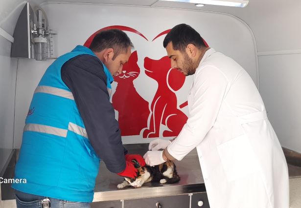 Ağaçta mahsur kalan kedi kurtarıldı