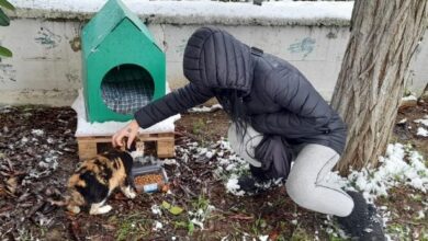 Ağaçta mahsur kalan kedi kurtarıldı