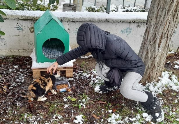 Ağaçta mahsur kalan kedi kurtarıldı