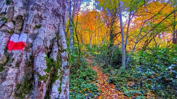 Türkiye’nin en uzun doğa turizmi parkurları Kocaeli’de