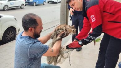 Duvara sıkışan kediyi Büyükşehir İtfaiyesi kurtardı