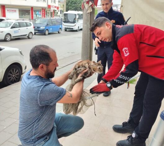 Duvara sıkışan kediyi Büyükşehir İtfaiyesi kurtardı