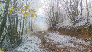 Ormanya’nın yaban hayatı foto kapanlara yansıdı