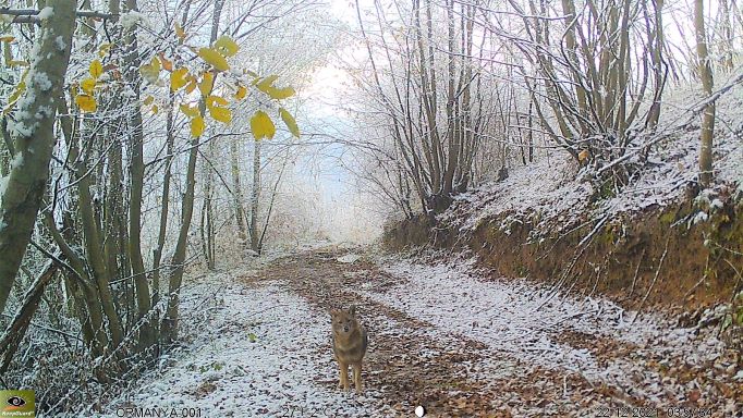 Ormanya’nın yaban hayatı foto kapanlara yansıdı