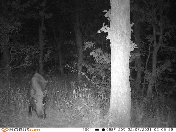 Ormanya’nın yaban hayatı foto kapanlara yansıdı