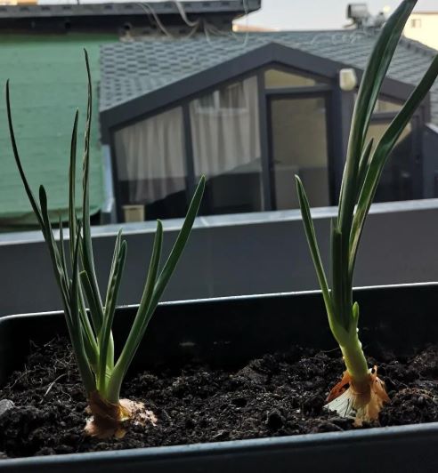 Sebze alamayan evde yetiştirmeye başladı