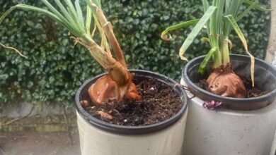 Sebze alamayan evde yetiştirmeye başladı