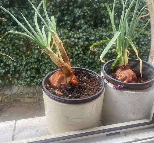 Sebze alamayan evde yetiştirmeye başladı