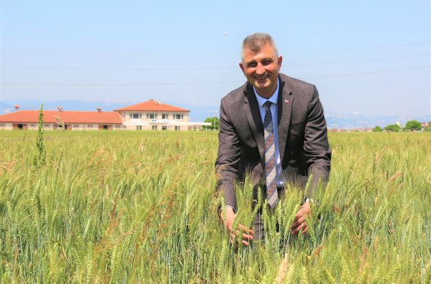 Buğday ekilen alanda yüksek verim