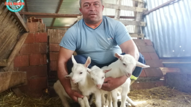 Tek batında 6 oğlak