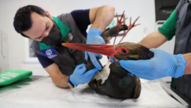 Yaralı Kara Leylek Ormanya’da koruma altında