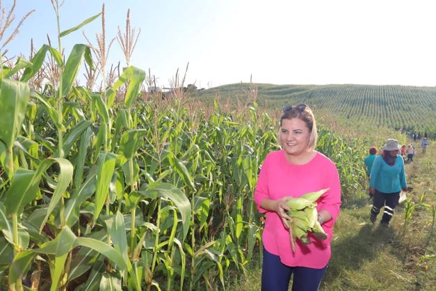 İzmit’te mısır hasadı şenlik havasında başladı