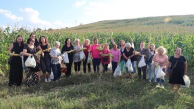 İzmit’te mısır hasadı şenlik havasında başladı