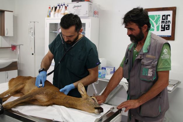 Kandıra sahillerinde kurtarılan Karaca’nın tedavisi devam ediyor