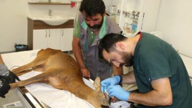 Kandıra sahillerinde kurtarılan Karaca’nın tedavisi devam ediyor