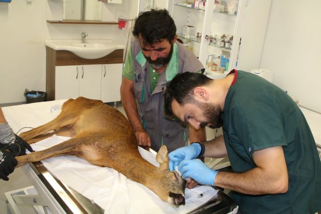 Kandıra sahillerinde kurtarılan Karaca’nın tedavisi devam ediyor