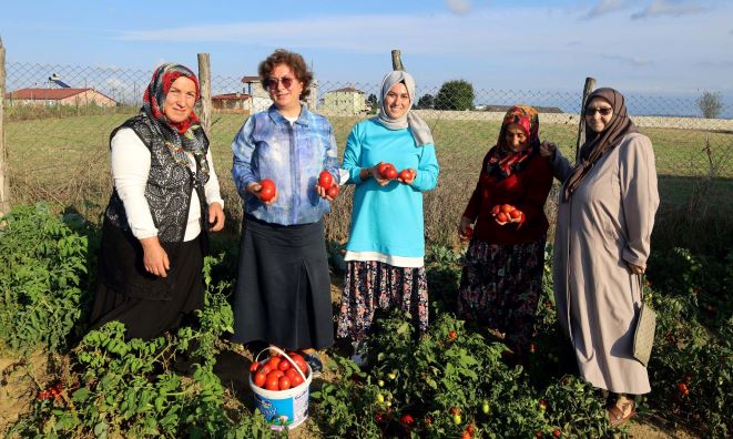 Ata tohumundan üretilen sebzelerin hasadı yapıldı