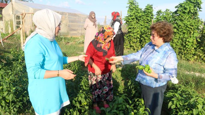 Ata tohumundan üretilen sebzelerin hasadı yapıldı
