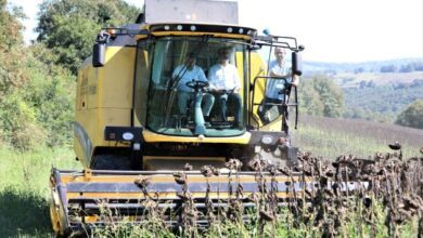 Başkan Büyükakın ayçiçeği hasadı yaptı
