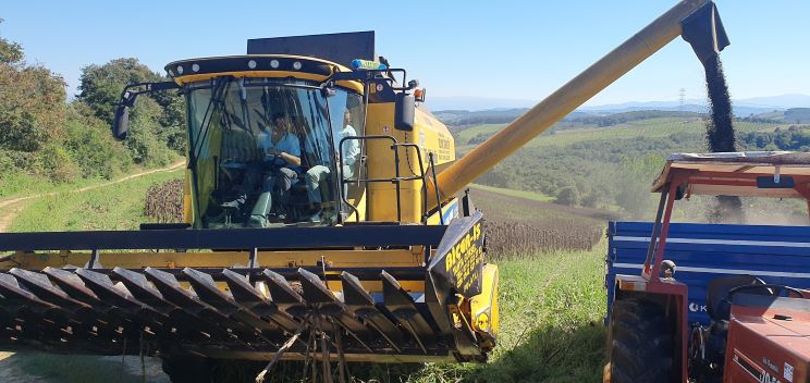 Başkan Büyükakın ayçiçeği hasadı yaptı