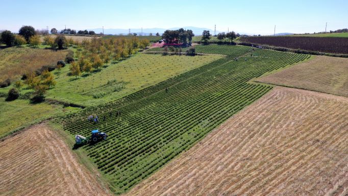 Başkan Büyükakın biberiye hasadı yaptı