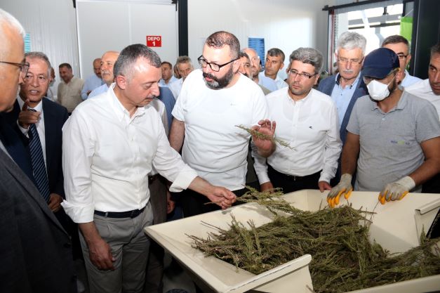 Başkan Büyükakın biberiye hasadı yaptı