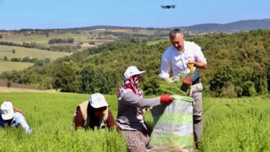 Başkan Büyükakın biberiye hasadı yaptı