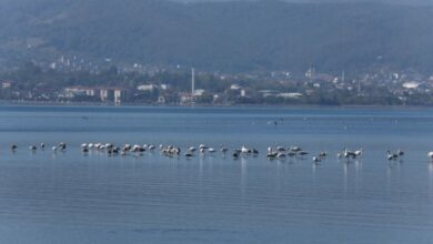 Bu güzelliği görmelisiniz