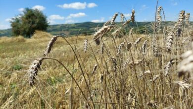 Çiftçiye Nusrat Cinsi Buğday Tohumu Desteği