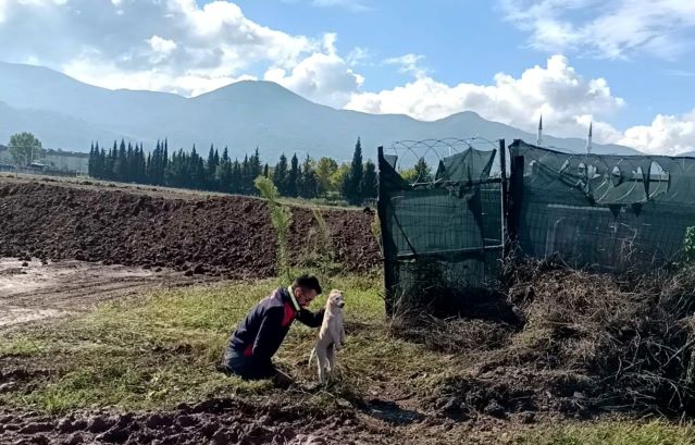 Çukura düşen yavru köpeği A Takımı kurtardı