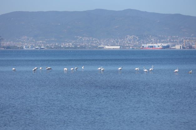 Bu güzelliği görmelisiniz