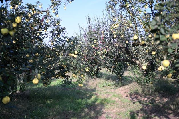 Başkanı Kocaman, Ayva Hasadına Katıldı