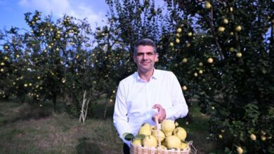 Başkanı Kocaman, Ayva Hasadına Katıldı