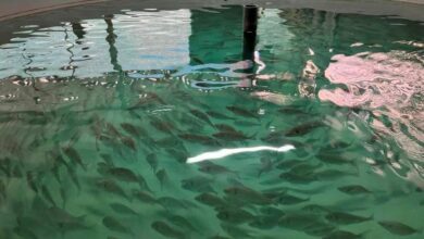 İzmit Körfezi için yeni kalkan yavruları üretildi