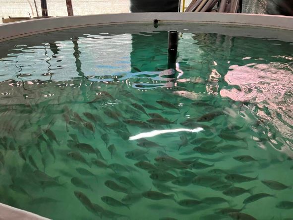 İzmit Körfezi için yeni kalkan yavruları üretildi