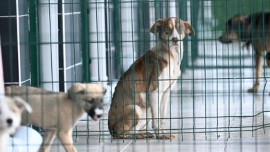 Kartepe'nin Sokak Hayvanlarına Mutlu Son