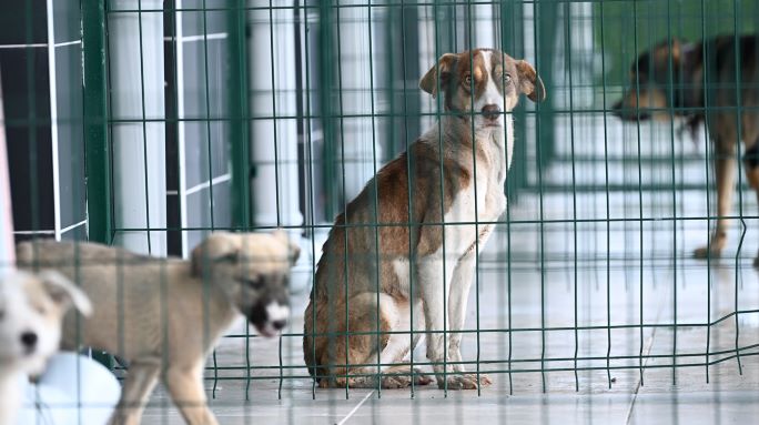 Kartepe'nin Sokak Hayvanlarına Mutlu Son